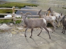 PICTURES/Mount Evans and The Highest Paved Road in N.A - Denver CO/t_Sheep2.jpg